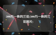 5000万一株的兰花(5000万一株的兰花图片)