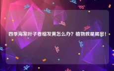 四季海棠叶子卷缩发黄怎么办？植物救星揭密！