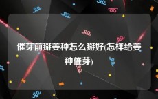 催芽前掰姜种怎么掰好(怎样给姜种催芽)