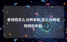 老母鸡怎么分辨年龄(怎么分辨老母鸡的年龄)