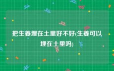 把生姜埋在土里好不好(生姜可以埋在土里吗)