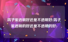 鸽子蛋透明好还是不透明好(鸽子蛋透明的好还是不透明的好)