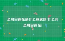 圣母白莲花是什么意思啊(什么叫圣母白莲花)