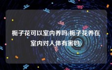 栀子花可以室内养吗(栀子花养在室内对人体有害吗)