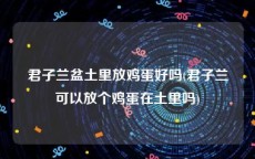 君子兰盆土里放鸡蛋好吗(君子兰可以放个鸡蛋在土里吗)