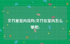 文竹是室内花吗(文竹在室内怎么攀爬)