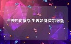 生姜如何催芽(生姜如何催芽种植)