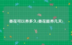 姜花可以养多久(姜花能养几天)