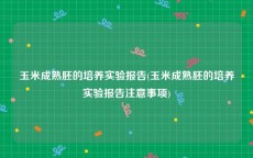 玉米成熟胚的培养实验报告(玉米成熟胚的培养实验报告注意事项)