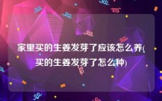 家里买的生姜发芽了应该怎么养(买的生姜发芽了怎么种)