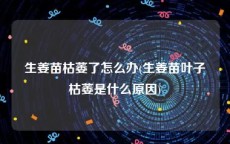 生姜苗枯萎了怎么办(生姜苗叶子枯萎是什么原因)