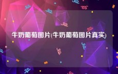 牛奶葡萄图片(牛奶葡萄图片真实)