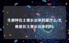 生姜种在土里长出来的是什么(生姜是在土里长出来的吗)