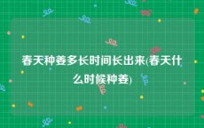 春天种姜多长时间长出来(春天什么时候种姜)