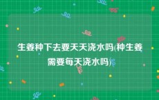生姜种下去要天天浇水吗(种生姜需要每天浇水吗)