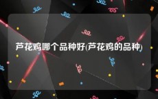 芦花鸡哪个品种好(芦花鸡的品种)