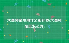 大姜烤苗后用什么能补救(大姜烤苗后怎么办)