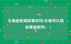 生姜追肥用尿素好吗(生姜可以用尿素追肥吗)