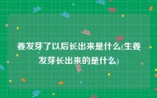 姜发芽了以后长出来是什么(生姜发芽长出来的是什么)