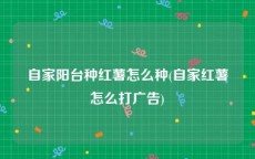 自家阳台种红薯怎么种(自家红薯怎么打广告)