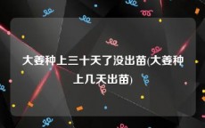 大姜种上三十天了没出苗(大姜种上几天出苗)