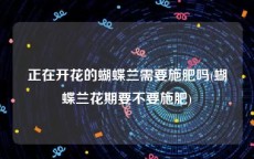 正在开花的蝴蝶兰需要施肥吗(蝴蝶兰花期要不要施肥)