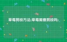 草莓剪枝方法(草莓需要剪枝吗)