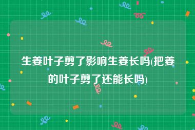 生姜叶子剪了影响生姜长吗(把姜的叶子剪了还能长吗)