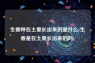 生姜种在土里长出来的是什么(生姜是在土里长出来的吗)