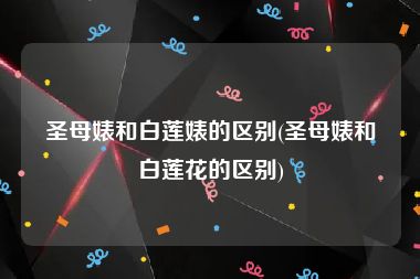 圣母婊和白莲婊的区别(圣母婊和白莲花的区别)