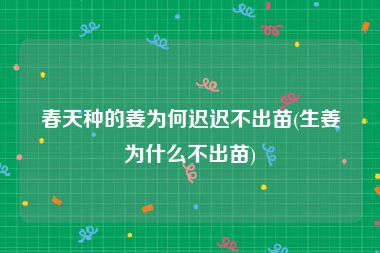 春天种的姜为何迟迟不出苗(生姜为什么不出苗)