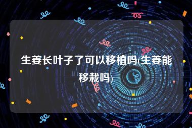 生姜长叶子了可以移植吗(生姜能移栽吗)