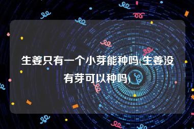 生姜只有一个小芽能种吗(生姜没有芽可以种吗)