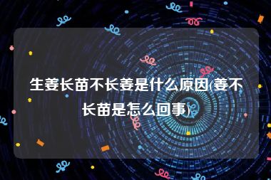 生姜长苗不长姜是什么原因(姜不长苗是怎么回事)