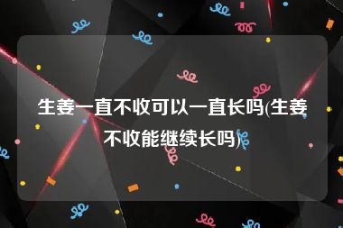 生姜一直不收可以一直长吗(生姜不收能继续长吗)