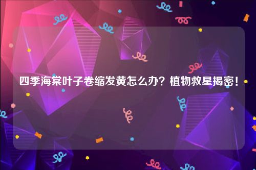 四季海棠叶子卷缩发黄怎么办？植物救星揭密！