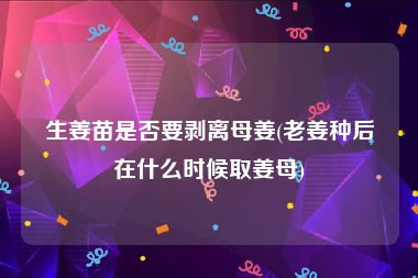 生姜苗是否要剥离母姜(老姜种后在什么时候取姜母)