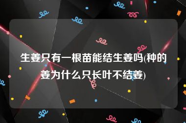 生姜只有一根苗能结生姜吗(种的姜为什么只长叶不结姜)
