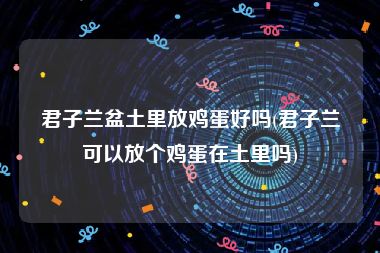 君子兰盆土里放鸡蛋好吗(君子兰可以放个鸡蛋在土里吗)