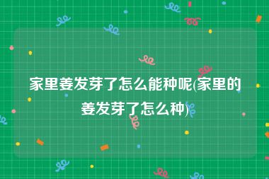 家里姜发芽了怎么能种呢(家里的姜发芽了怎么种)