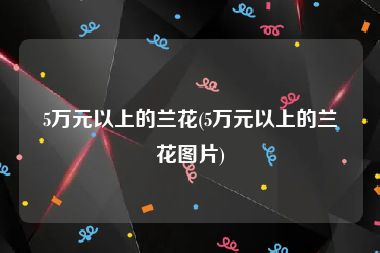 5万元以上的兰花(5万元以上的兰花图片)